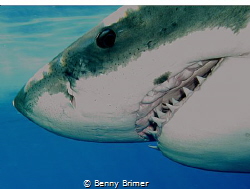 Great White Shark, Guadalupe Island by Benny Brimer 